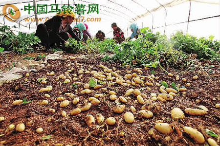 马铃薯特色村--张北县金家村01