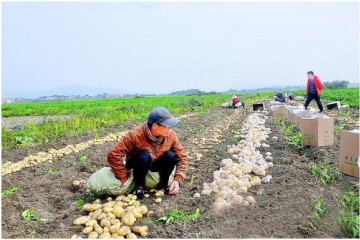 惠东县：鲜薯上市创造反季节效益 ()