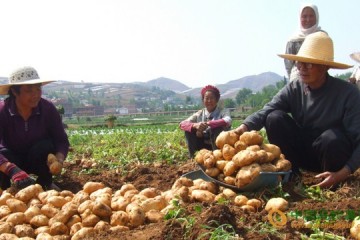 山东胶州：新一季马铃薯喜获丰收 ()