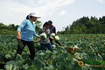 重庆黔江区：生态蔬菜产业助农脱贫 ()