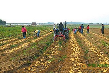 河北围场：小小土豆成致富“金蛋蛋” ()