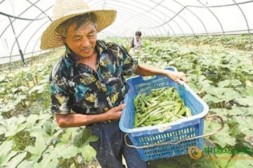 宁波市：气温升高 蔬菜俏销 ()