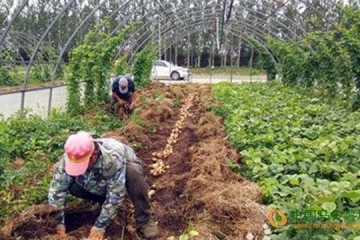 黑龙江虎林市：大棚复种土豆喜获丰收 ()