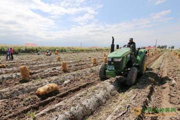 民乐：马铃薯试验田创高产 ()