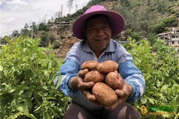 大姚“黄金薯”远销全国各地 ()