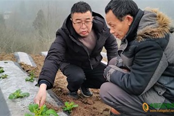 丰都：种植马铃薯3万亩助农增收 ()