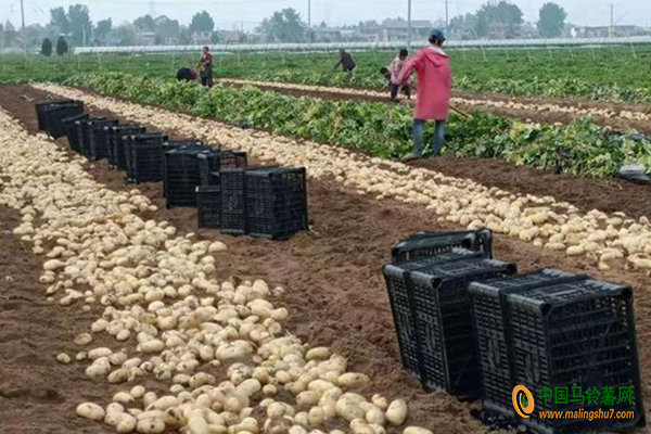 滕州:小土豆做成大产业