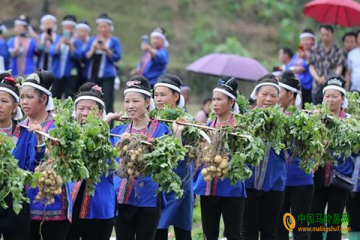 柳州：举办首届土豆节庆丰收 ()