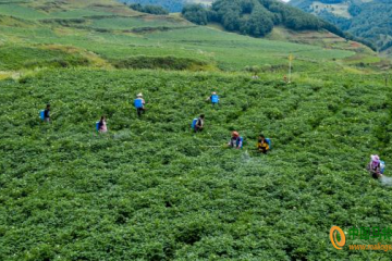 昭通鲁甸：马铃薯种植面积增至23万亩 ()