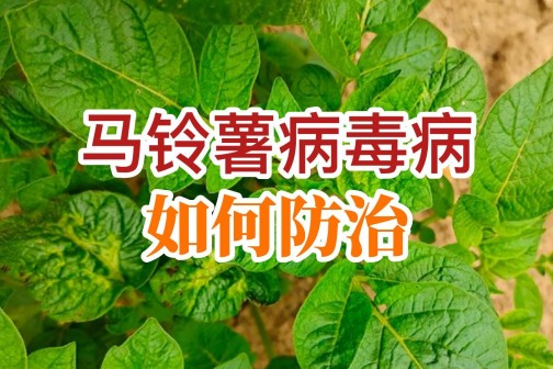 马铃薯病毒病如何防治？ ()