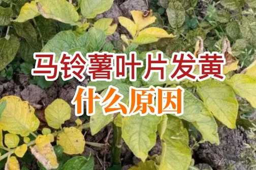 马铃薯叶片发黄什么原因？ ()