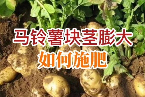 马铃薯块茎膨大如何施肥？ ()