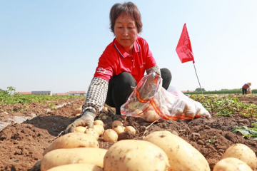 河北玉田：6万余亩马铃薯喜获丰收 ()