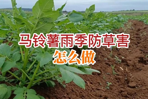 马铃薯雨季防草害怎么做？ ()